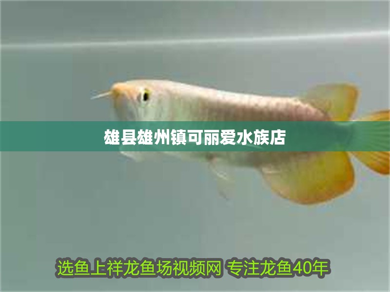 雄縣雄州鎮可麗愛水族店
