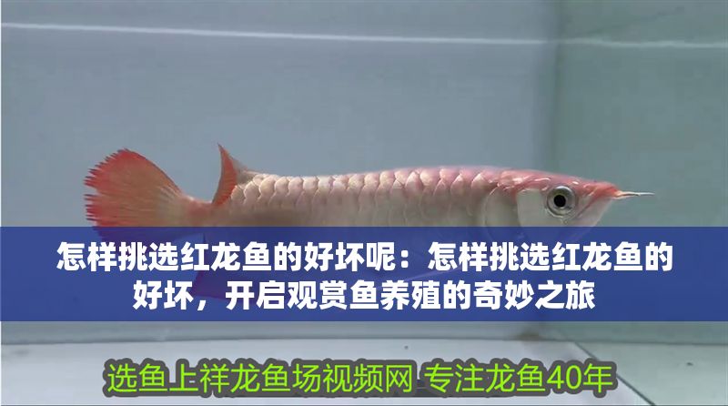 怎樣挑選紅龍魚的好壞呢：怎樣挑選紅龍魚的好壞，開啟觀賞魚養殖的奇妙之旅