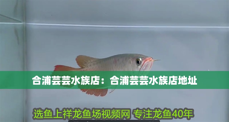 合浦蕓蕓水族店：合浦蕓蕓水族店地址