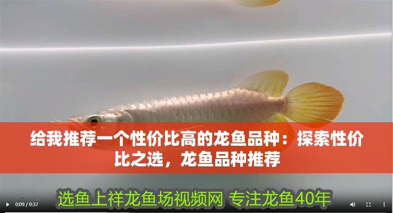 給我推薦一個性價比高的龍魚品種：探索性價比之選，龍魚品種推薦