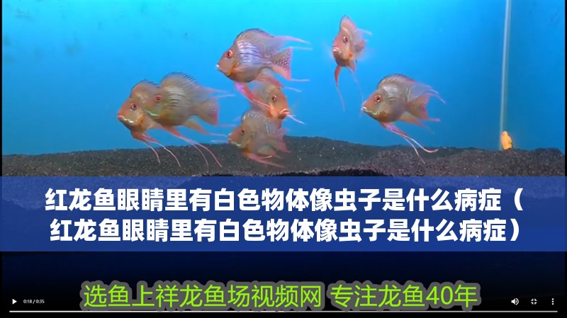 紅龍魚眼睛里有白色物體像蟲子是什么病癥（紅龍魚眼睛里有白色物體像蟲子是什么病癥）