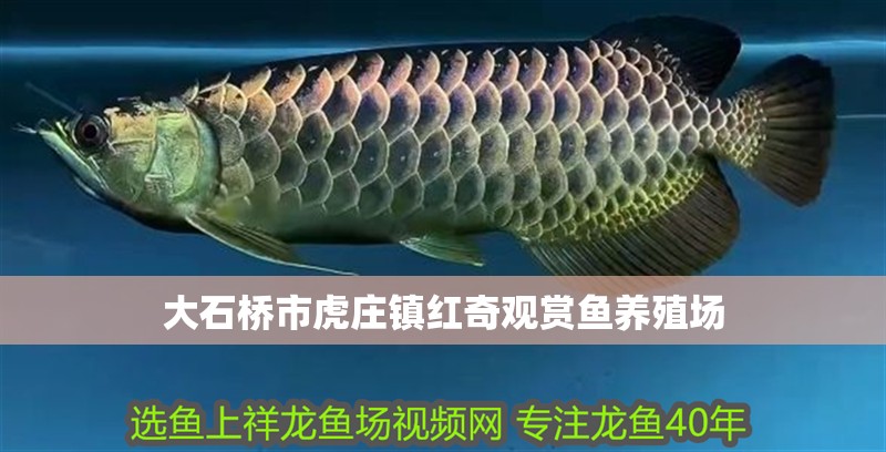 大石橋市虎莊鎮紅奇觀賞魚養殖場