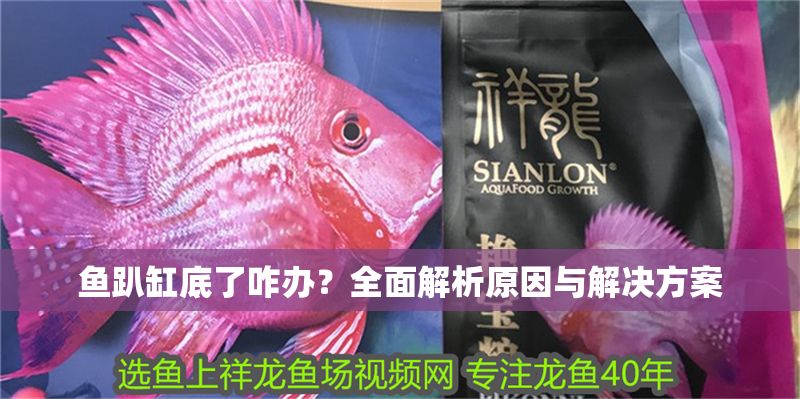 魚趴缸底了咋辦？全面解析原因與解決方案
