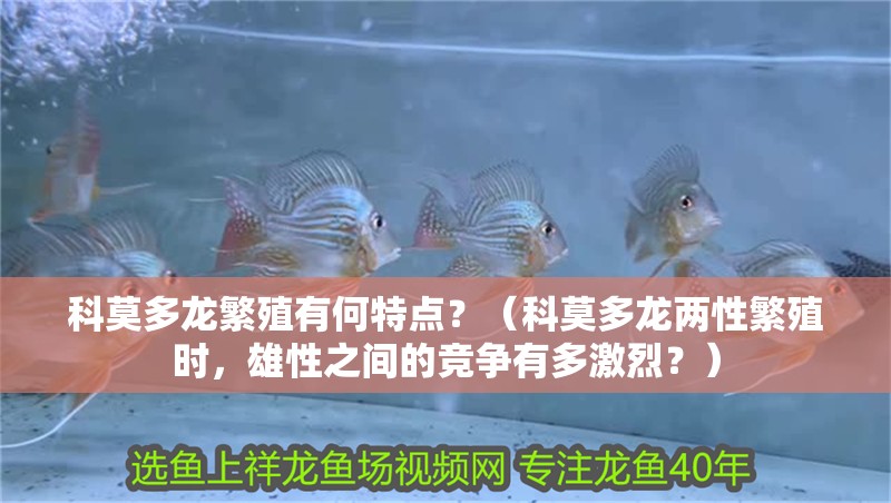 科莫多龍繁殖有何特點(diǎn)？（科莫多龍兩性繁殖時(shí)，雄性之間的競(jìng)爭(zhēng)有多激烈？）
