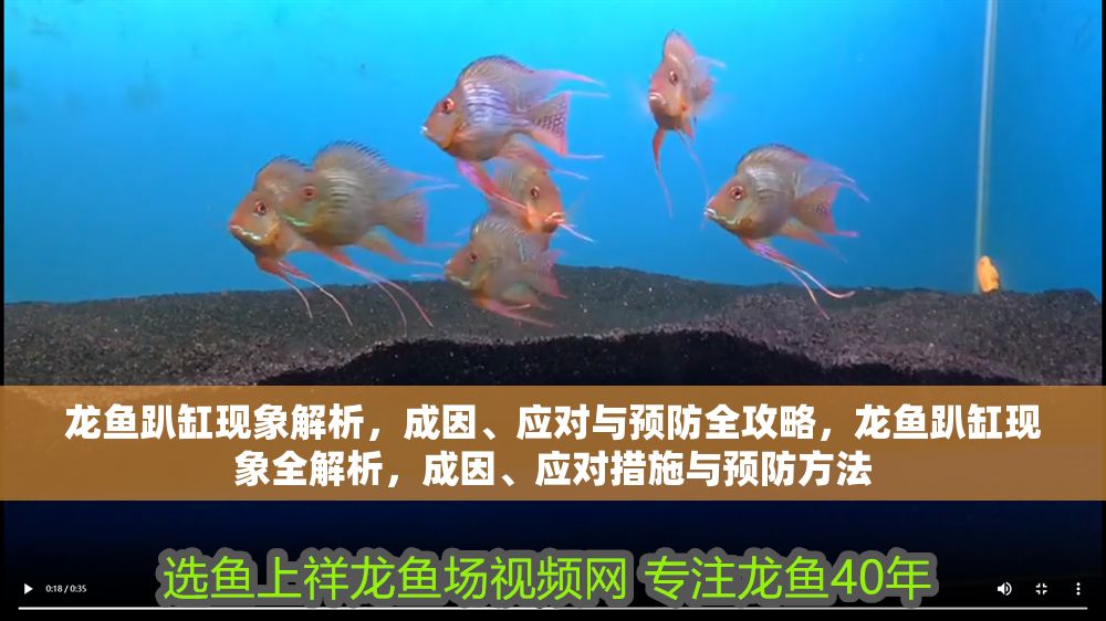 龍魚趴缸現象解析，成因、應對與預防全攻略，龍魚趴缸現象全解析，成因、應對措施與預防方法