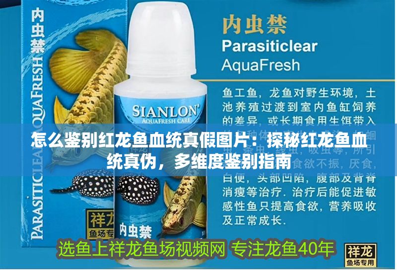 怎么鑒別紅龍魚血統真假圖片：探秘紅龍魚血統真偽，多維度鑒別指南 怎么鑒別紅龍魚血統真假圖片：探秘紅龍魚血統真偽，多維度鑒別指南 龍魚百科 第1張