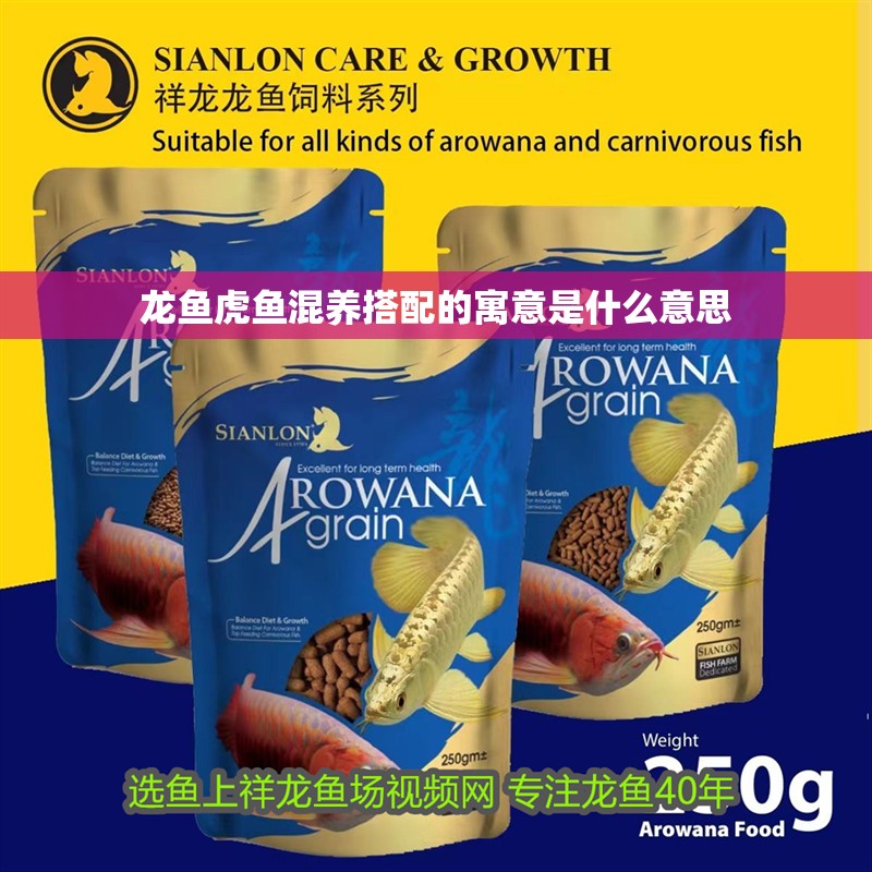 龍魚虎魚混養(yǎng)搭配的寓意是什么意思