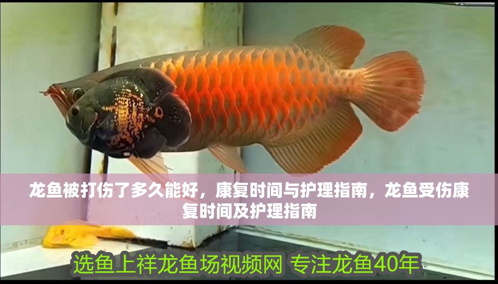 龍魚被打傷了多久能好，康復時間與護理指南，龍魚受傷康復時間及護理指南