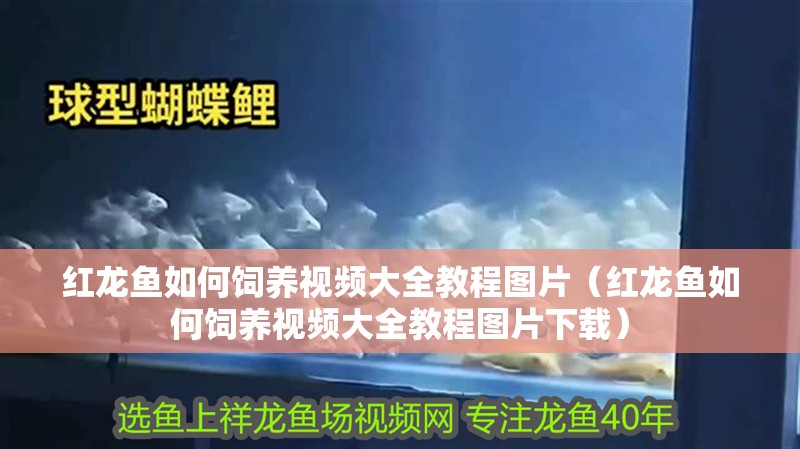 紅龍魚如何飼養視頻大全教程圖片（紅龍魚如何飼養視頻大全教程圖片下載）