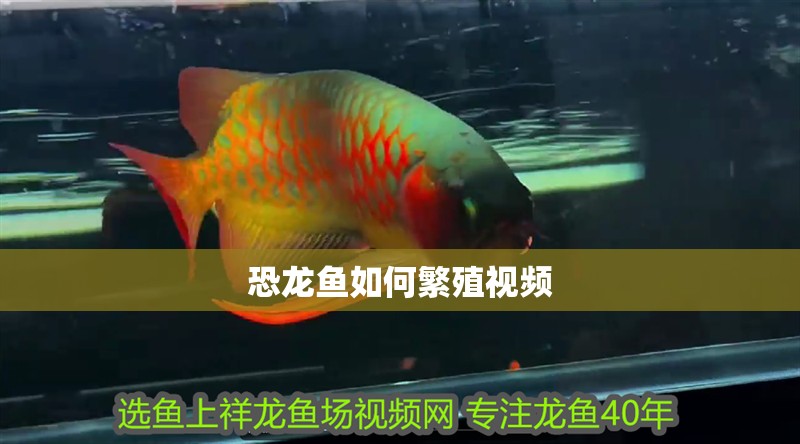恐龍魚如何繁殖視頻