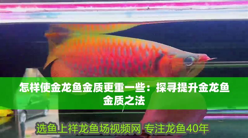 怎樣使金龍魚金質更重一些：探尋提升金龍魚金質之法