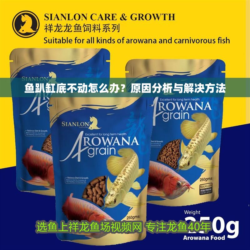 魚趴缸底不動怎么辦？原因分析與解決方法
