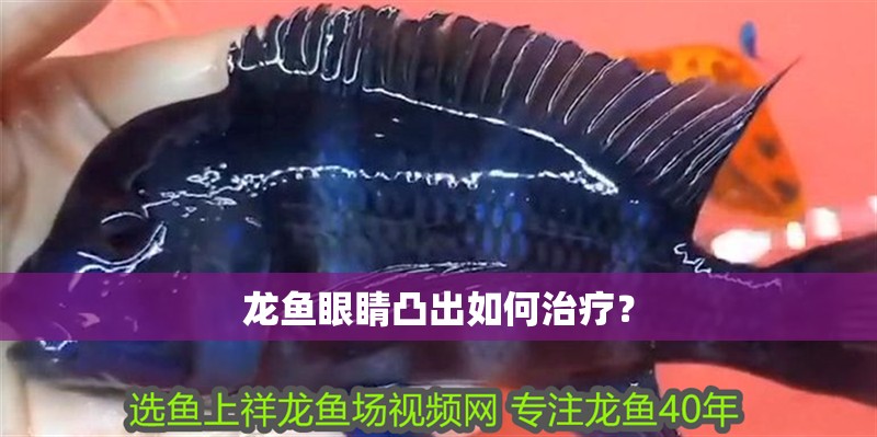 龍魚眼睛凸出如何治療？