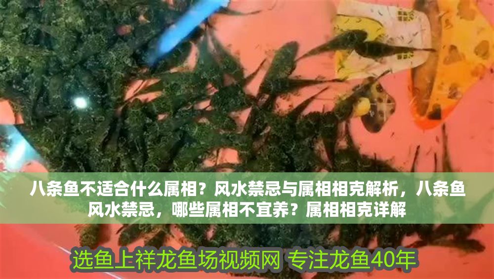 八條魚不適合什么屬相？風水禁忌與屬相相克解析，八條魚風水禁忌，哪些屬相不宜養？屬相相克詳解