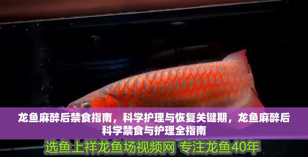 龍魚麻醉后禁食指南，科學護理與恢復關鍵期，龍魚麻醉后科學禁食與護理全指南