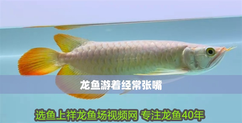 龍魚游著經常張嘴
