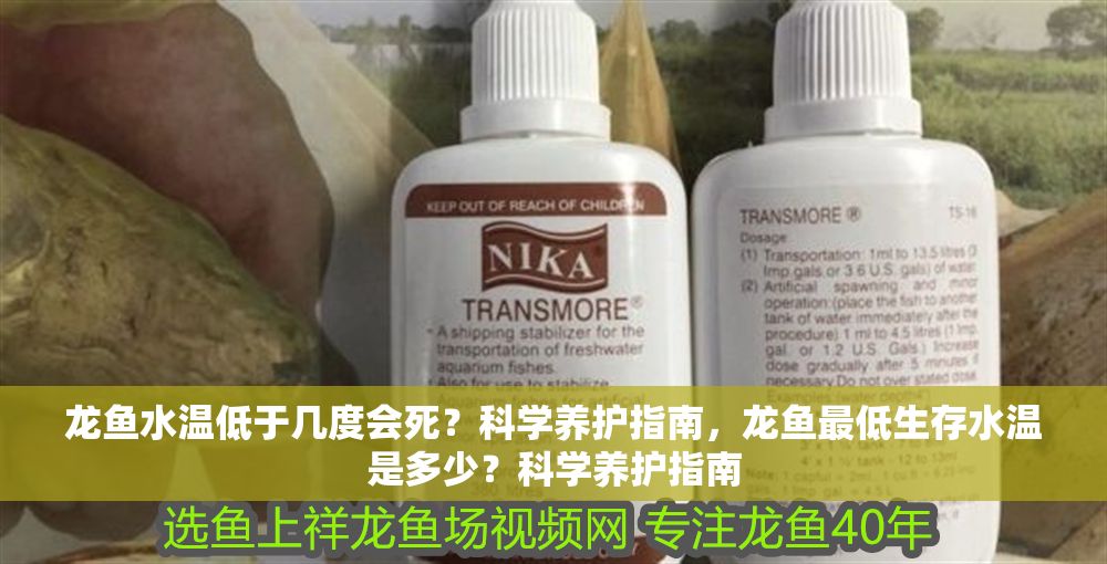 龍魚水溫低于幾度會死？科學養護指南，龍魚最低生存水溫是多少？科學養護指南