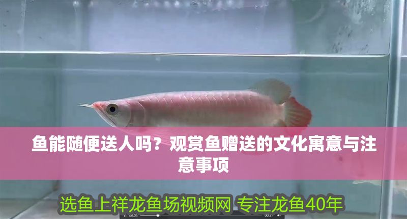 魚能隨便送人嗎？觀賞魚贈送的文化寓意與注意事項 魚能隨便送人嗎？觀賞魚贈送的文化寓意與注意事項 龍魚百科 第1張