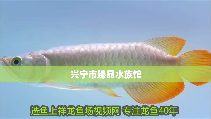 興寧市臻品水族館