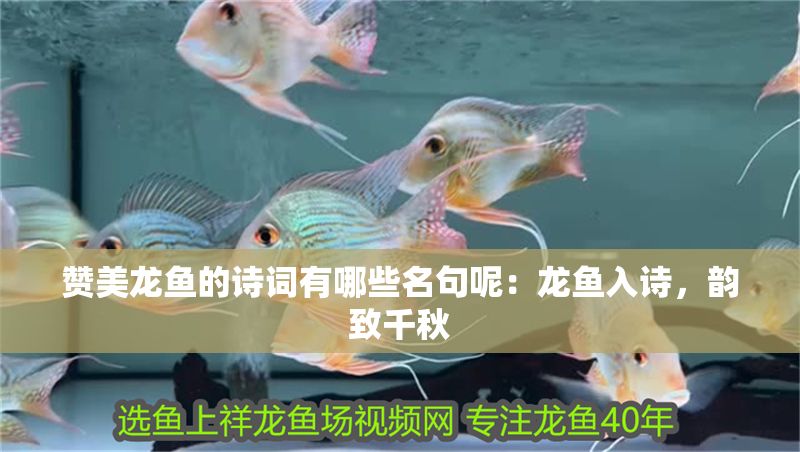 贊美龍魚的詩詞有哪些名句呢：龍魚入詩，韻致千秋