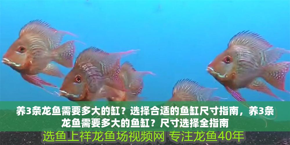 養3條龍魚需要多大的缸？選擇合適的魚缸尺寸指南，養3條龍魚需要多大的魚缸？尺寸選擇全指南