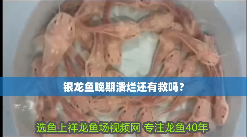 銀龍魚晚期潰爛還有救嗎？ 銀龍魚晚期潰爛還有救嗎？ 龍魚百科