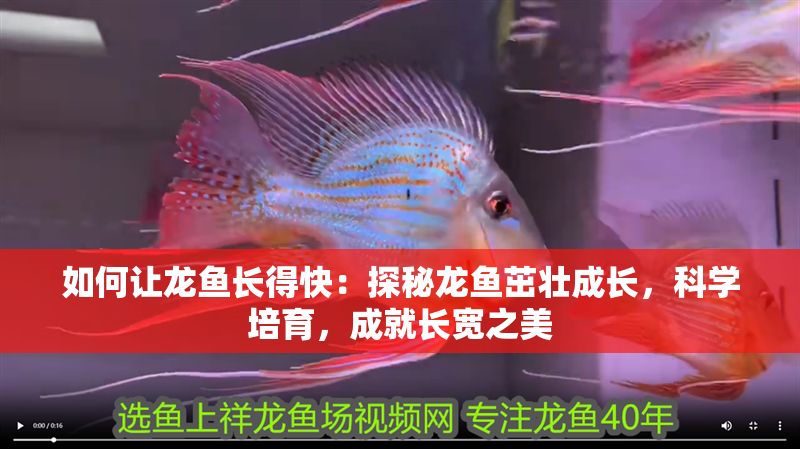 如何讓龍魚長(zhǎng)得快：探秘龍魚茁壯成長(zhǎng)，科學(xué)培育，成就長(zhǎng)寬之美