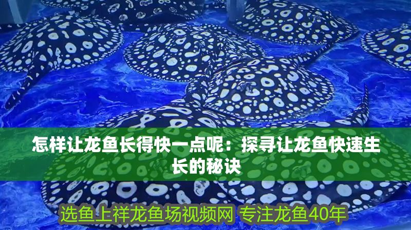 怎樣讓龍魚長(zhǎng)得快一點(diǎn)呢：探尋讓龍魚快速生長(zhǎng)的秘訣