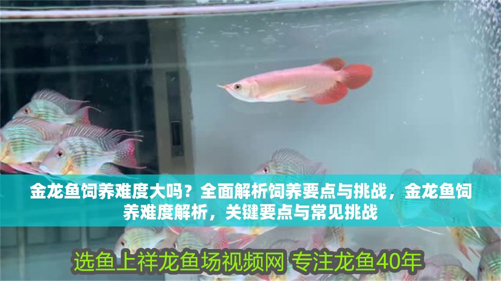 金龍魚飼養難度大嗎？全面解析飼養要點與挑戰，金龍魚飼養難度解析，關鍵要點與常見挑戰
