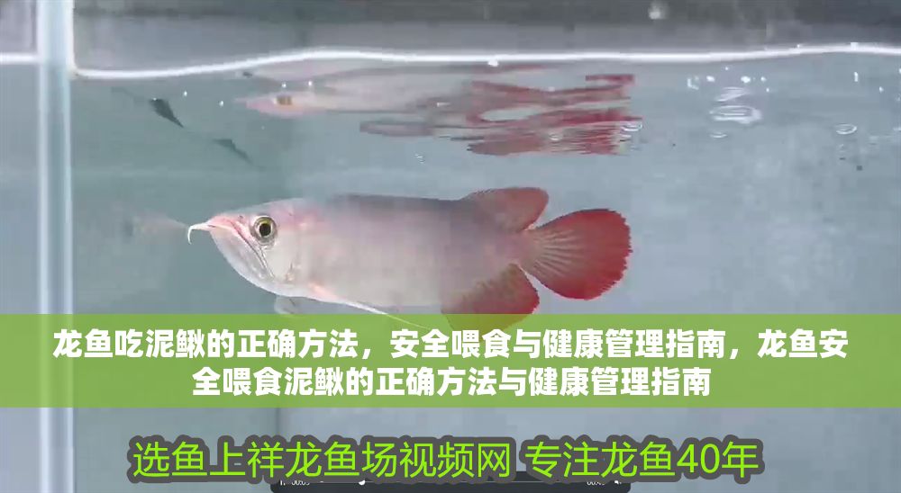 龍魚吃泥鰍的正確方法，安全喂食與健康管理指南，龍魚安全喂食泥鰍的正確方法與健康管理指南