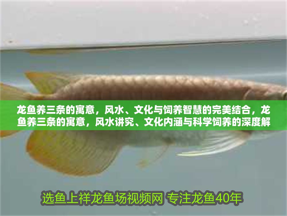龍魚養三條的寓意，風水、文化與飼養智慧的完美結合，龍魚養三條的寓意，風水講究、文化內涵與科學飼養的深度解析