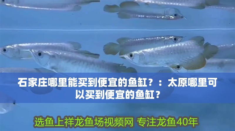 石家莊哪里能買到便宜的魚缸？：太原哪里可以買到便宜的魚缸？