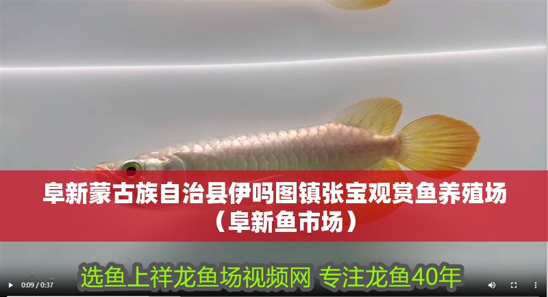 <strong><mark>阜新蒙古族</mark></strong>自治縣伊嗎圖鎮張寶觀賞魚養殖場（阜新魚市場）