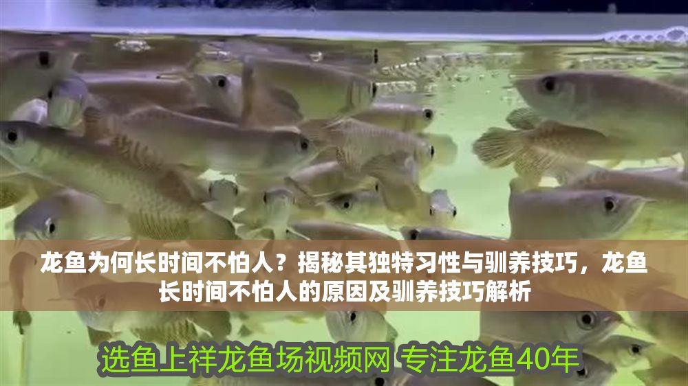 龍魚為何長時間不怕人？揭秘其獨特習(xí)性與馴養(yǎng)技巧，龍魚長時間不怕人的原因及馴養(yǎng)技巧解析