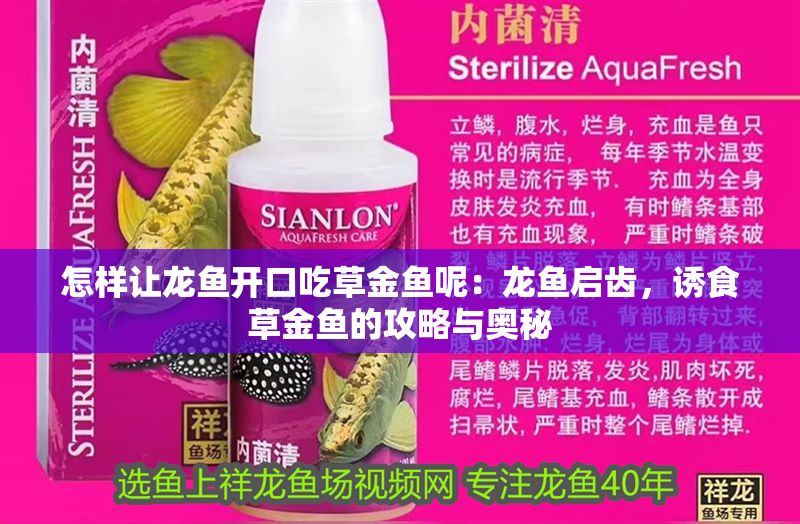 怎樣讓龍魚開口吃草金魚呢：龍魚啟齒，誘食草金魚的攻略與奧秘