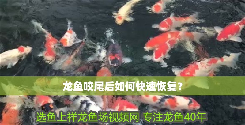 龍魚咬尾后如何快速恢復？