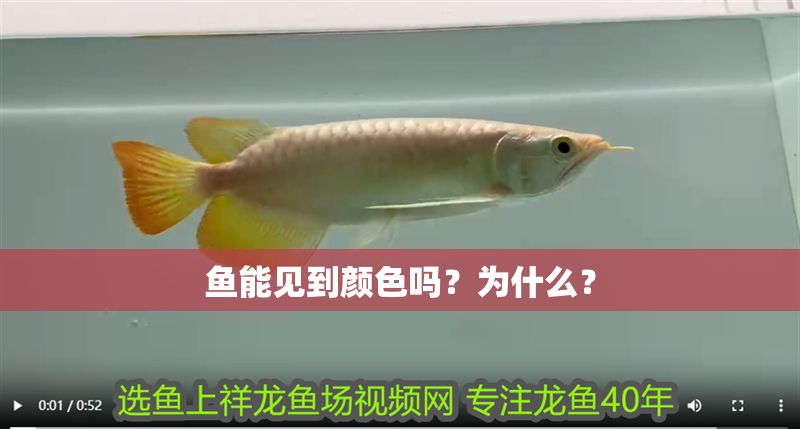 魚能見到顏色嗎？為什么？