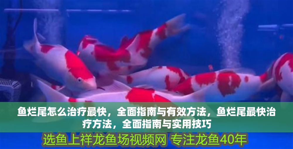 魚爛尾怎么治療最快，全面指南與有效方法，魚爛尾最快治療方法，全面指南與實用技巧