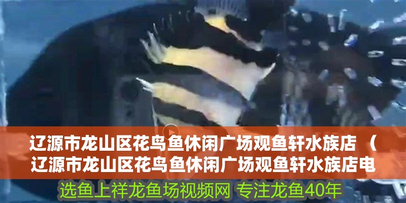 遼源市龍山區花鳥魚休閑廣場觀魚軒水族店 （遼源市龍山區花鳥魚休閑廣場觀魚軒水族店電話） 遼源市龍山區花鳥魚休閑廣場觀魚軒水族店 （遼源市龍山區花鳥魚休閑廣場觀魚軒水族店電話） 全國水族館企業名錄