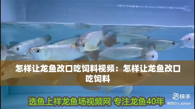 怎樣讓龍魚改口吃飼料視頻：怎樣讓龍魚改口吃飼料