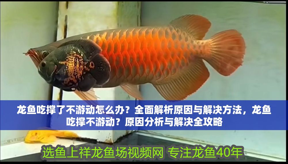 龍魚吃撐了不游動怎么辦？全面解析原因與解決方法，龍魚吃撐不游動？原因分析與解決全攻略