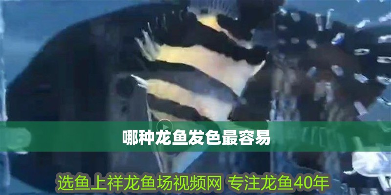 哪種龍魚發色最容易