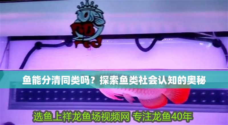 魚能分清同類嗎？探索魚類社會認知的奧秘