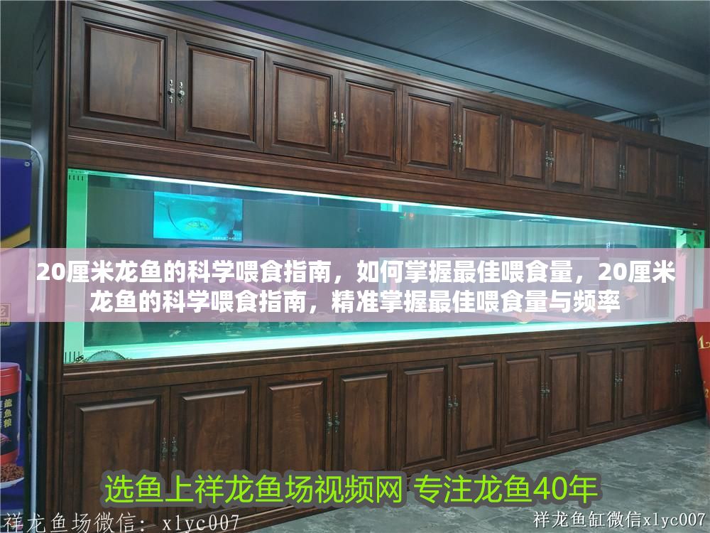 20厘米龍魚的科學喂食指南，如何掌握最佳喂食量，20厘米龍魚的科學喂食指南，精準掌握最佳喂食量與頻率