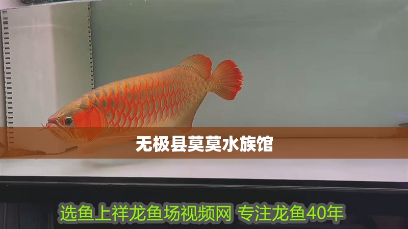 無極縣莫莫水族館