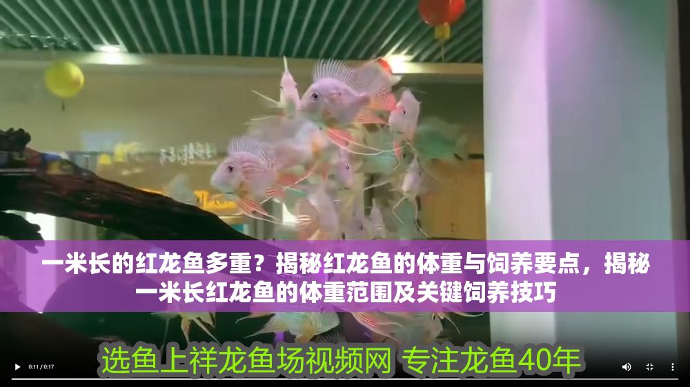 一米長的紅龍魚多重？揭秘紅龍魚的體重與飼養要點，揭秘一米長紅龍魚的體重范圍及關鍵飼養技巧