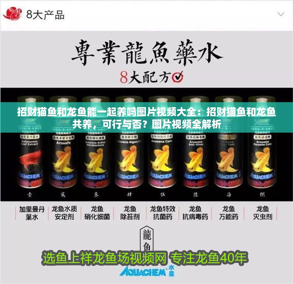 招財貓魚和龍魚能一起養(yǎng)嗎圖片視頻大全：招財貓魚和龍魚共養(yǎng)，可行與否？圖片視頻全解析