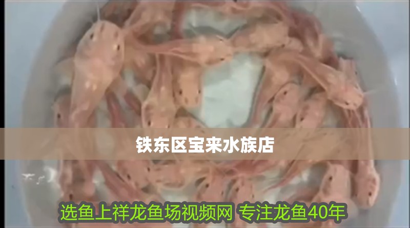鐵東區寶來水族店