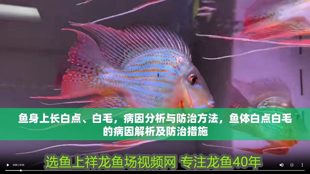 魚身上長白點、白毛，病因分析與防治方法，魚體白點白毛的病因解析及防治措施
