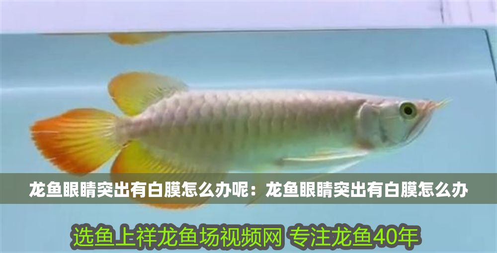 龍魚眼睛突出有白膜怎么辦呢：龍魚眼睛突出有白膜怎么辦